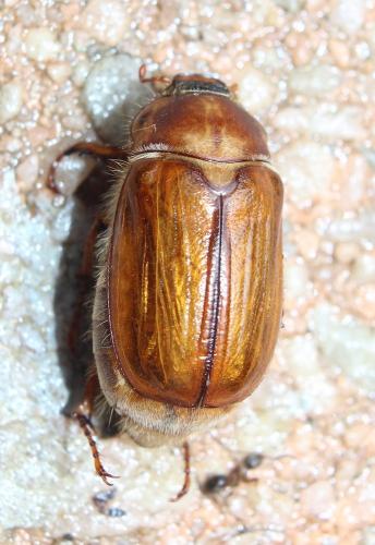 Amphimallon solstitiale